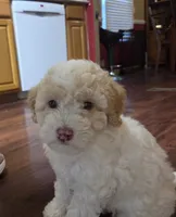 Lulu (mini), a female Miniature Labradoodle for sale in Jacksonville, NC – 1 of 1