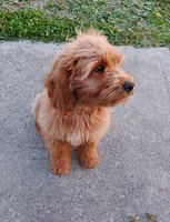 Mini Labradoodle (green), a male Labradoodle for sale in Jacksonville, NC – 4 of 5