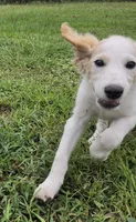 Falkor, a male Miniature Labradoodle for sale in Jacksonville, NC – 5 of 10