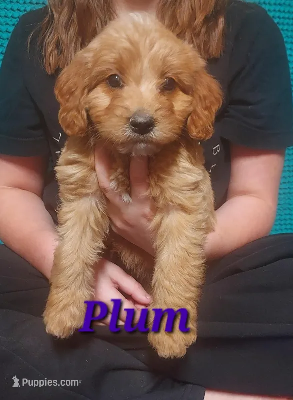 Mini labrdoodle (purple)