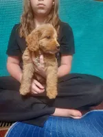 Mini labradoodle (purple), a female Labradoodle for sale in Jacksonville, NC – Photo 2 of 2