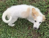 Falkor, a male Miniature Labradoodle for sale in Jacksonville, NC – 2 of 10
