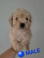 BAMBI, a male Poodle - Miniature  for sale in Rockwall, TX – Photo 1 of 2