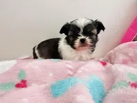 Roonie, a male Shih Tzu for sale in Kansas City, MO – Photo 2 of 4