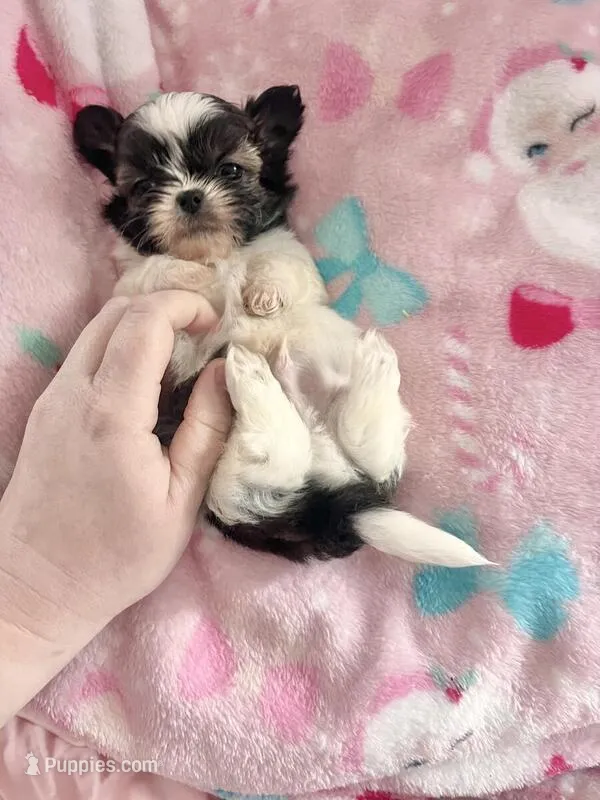 Roonie – Shih Tzu puppy for sale in Kansas City, MO