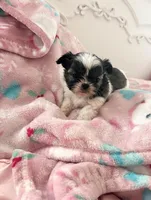 Roonie, a male Shih Tzu for sale in Kansas City, MO – Photo 4 of 4