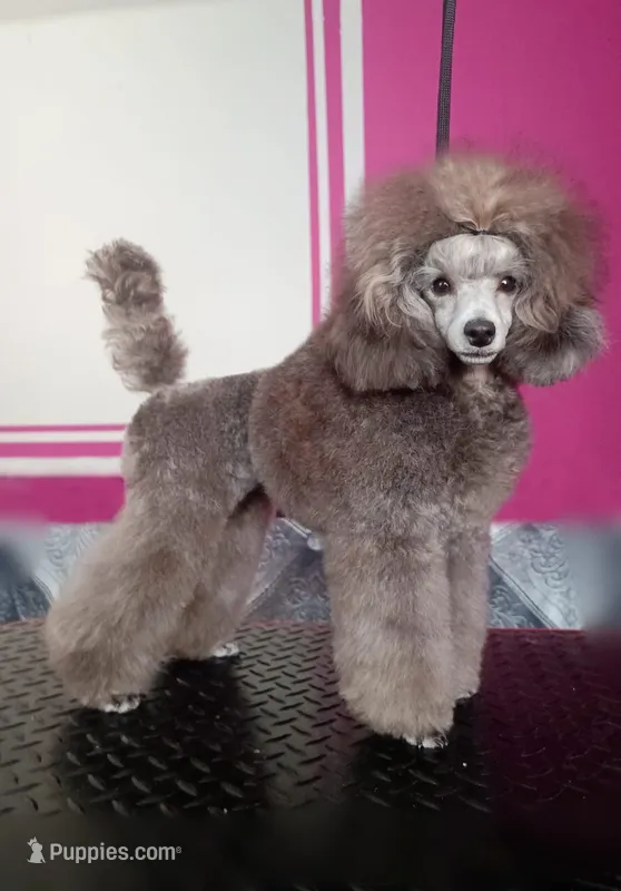 Zara – Poodle - Toy  puppy for sale in Virginia Beach, VA