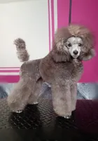 Zara, a female Poodle - Toy  for sale in Virginia Beach, VA – 1 of 2