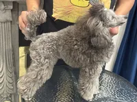 Zara, a female Poodle - Toy  for sale in Virginia Beach, VA – 2 of 2