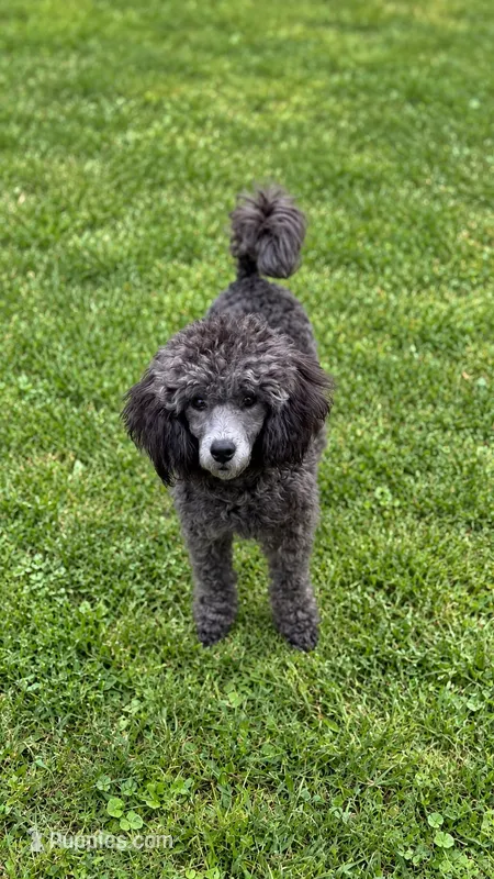Eric – Poodle - Toy  puppy for sale in Virginia Beach, VA