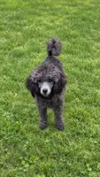Eric, a male Poodle - Toy  for sale in Virginia Beach, VA – 1 of 2