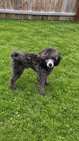 Eric, a male Poodle - Toy  for sale in Virginia Beach, VA – 2 of 2