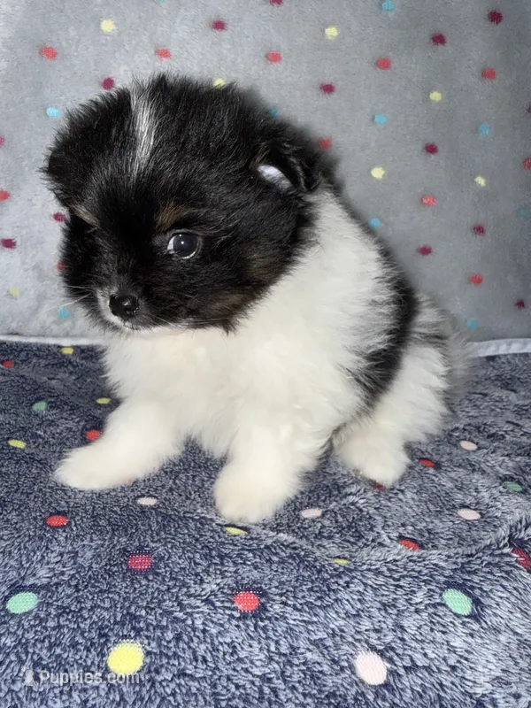 Hawk – Pomeranian puppy for sale in Liberty, MO