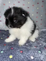 Hawk, a male Pomeranian for sale in Liberty, MO – 1 of 4