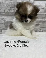 Jasmine, a female Pomeranian for sale in Liberty, MO – 3 of 10