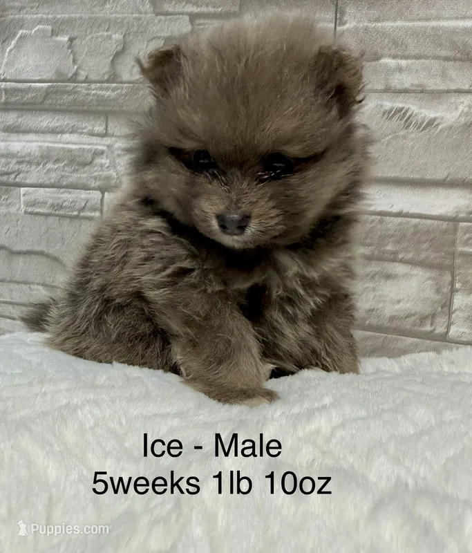 Ice – Pomeranian puppy for sale in Liberty, MO