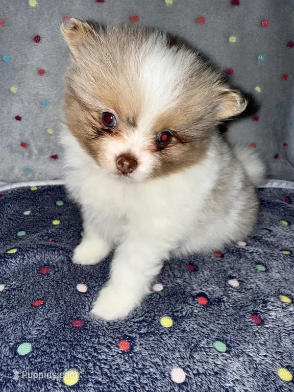Eagle – Pomeranian puppy for sale in Liberty, MO