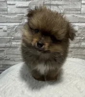 River, a male Pomeranian for sale in Liberty, MO – 3 of 4