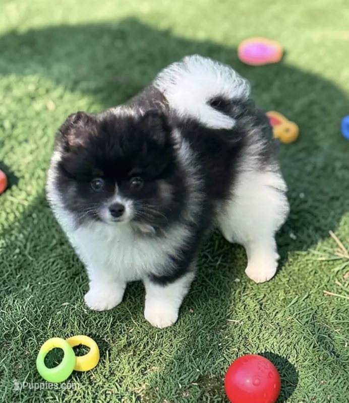 Chanel – Pomeranian puppy for sale in Liberty, MO