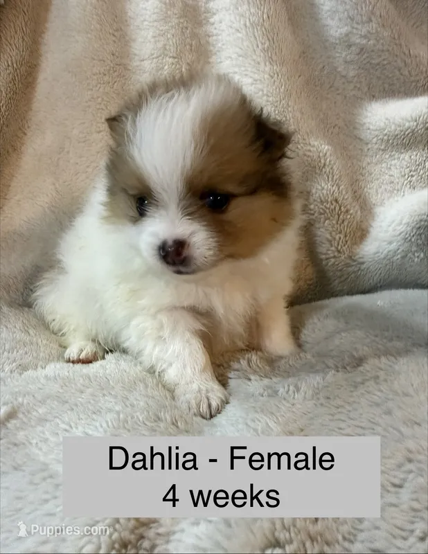Dahlia – Pomeranian puppy for sale in Liberty, MO