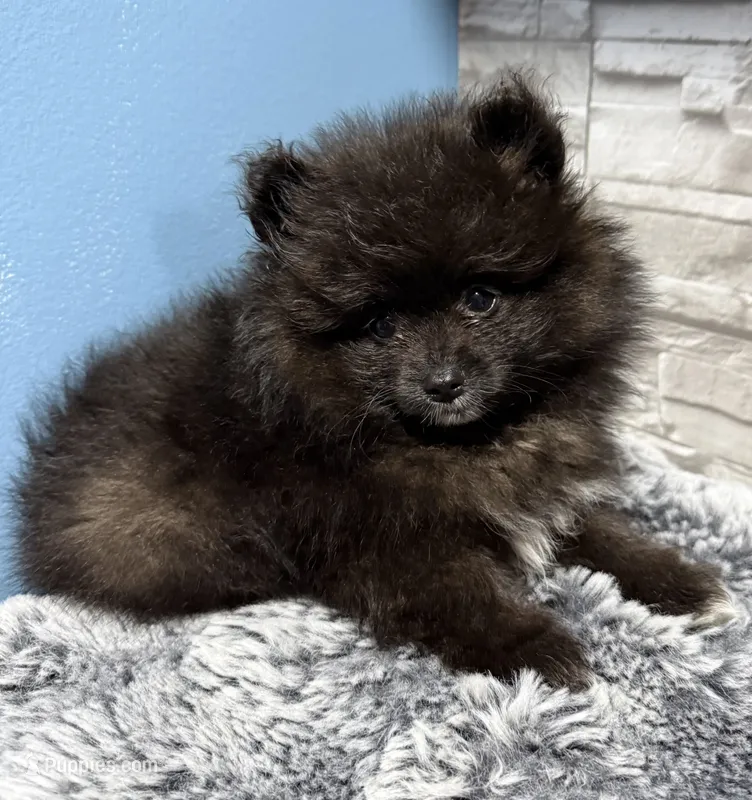 Snoopy – Pomeranian puppy for sale in Liberty, MO