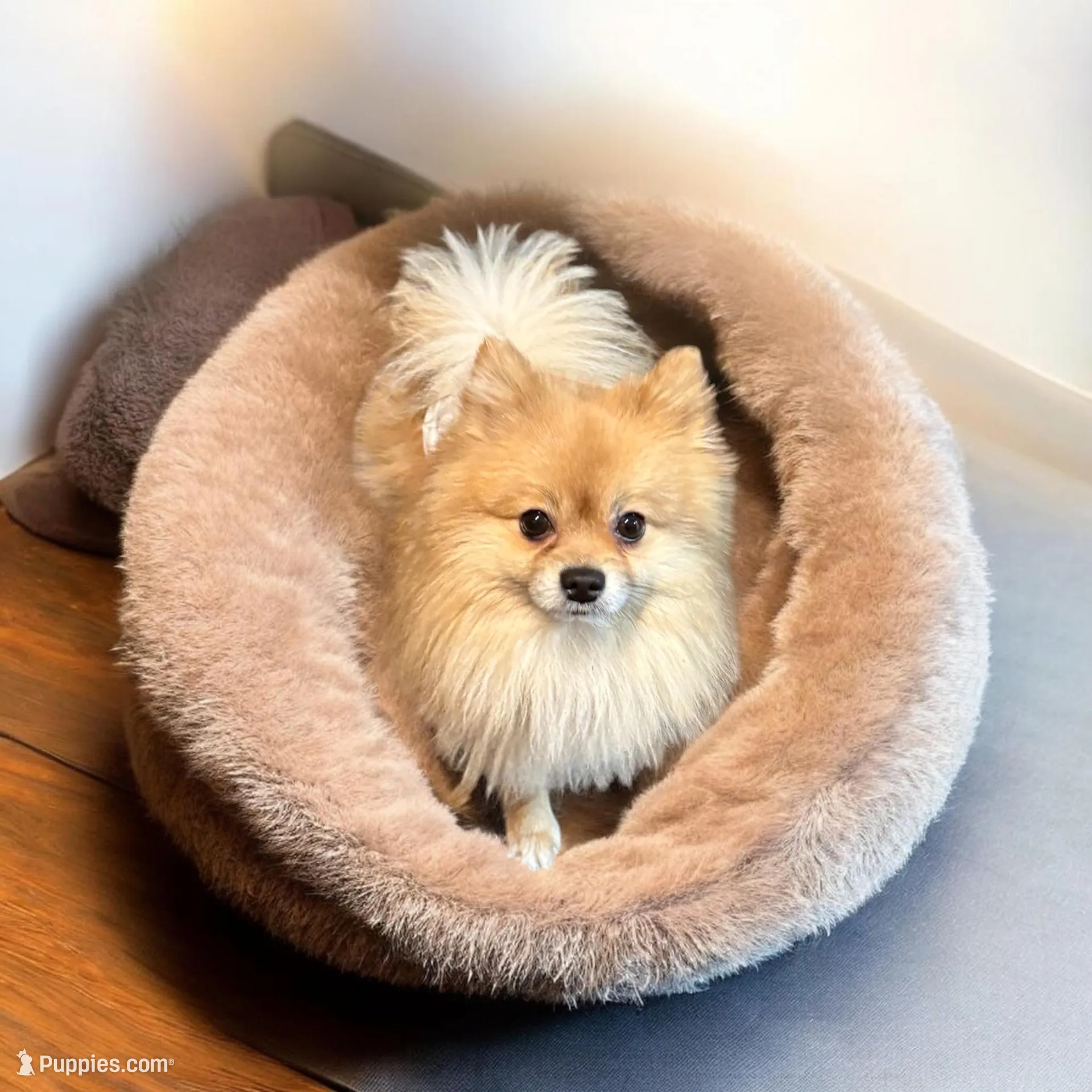 Stormy, a male Pomeranian for sale in Liberty, MO – Photo 3 of 5