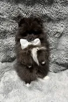 Onyx, a male Pomeranian for sale in Liberty, MO – 5 of 10