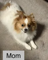 Prada, a female Pomeranian for sale in Liberty, MO – Photo 5 of 6