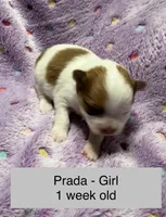 Prada, a female Pomeranian for sale in Liberty, MO – Photo 2 of 6