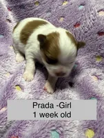 Prada, a female Pomeranian for sale in Liberty, MO – Photo 3 of 6