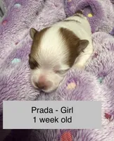Prada, a female Pomeranian for sale in Liberty, MO – Photo 1 of 6