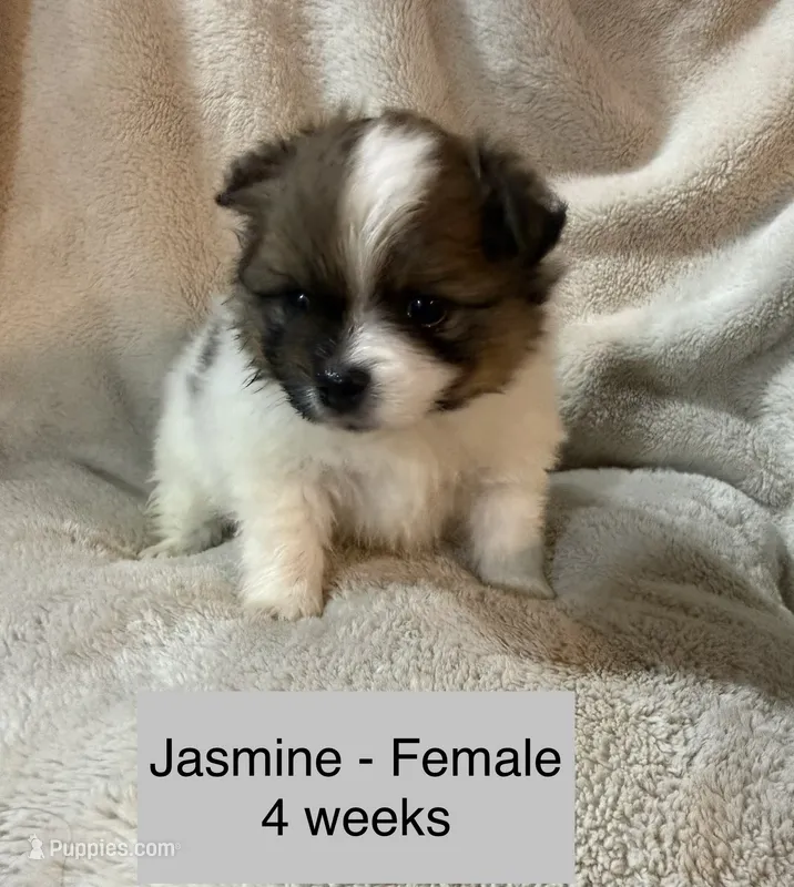 Jasmine – Pomeranian puppy for sale in Liberty, MO