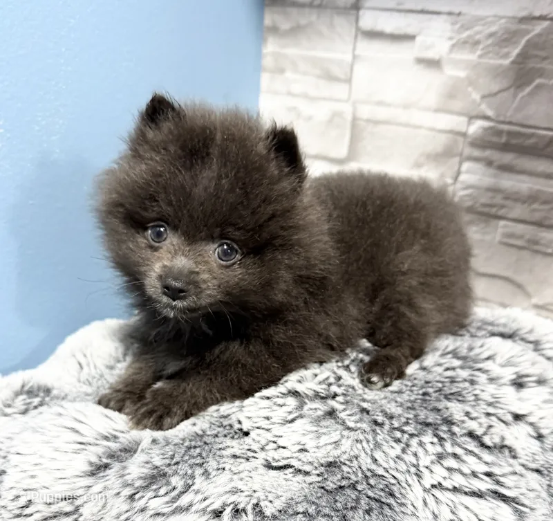 Figgy – Pomeranian puppy for sale in Liberty, MO