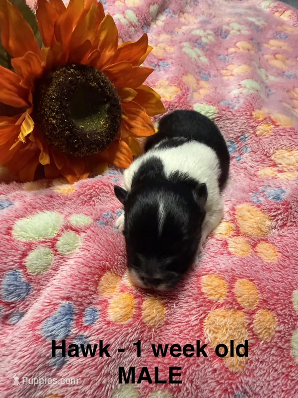 Hawk – Pomeranian puppy for sale in Liberty, MO