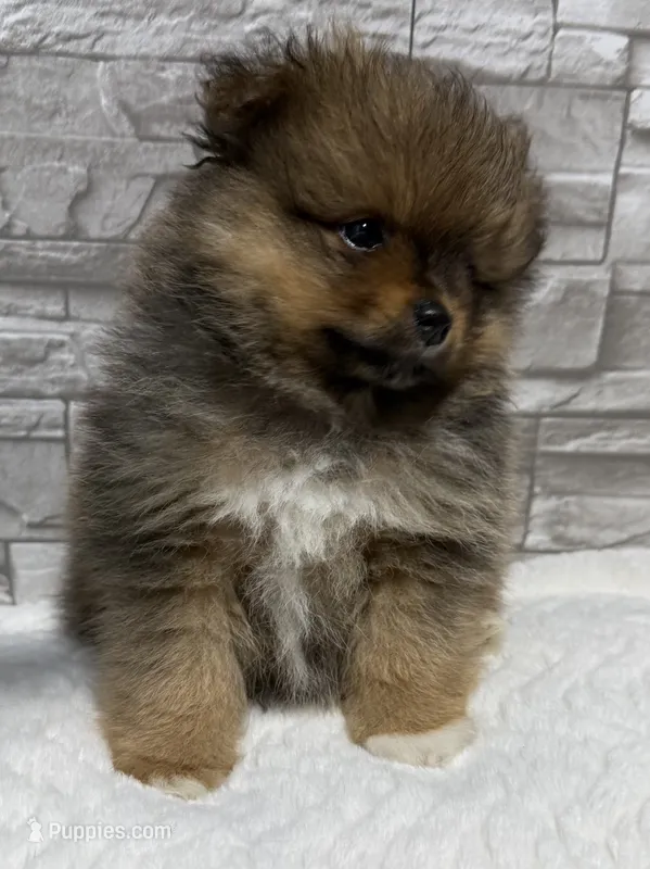 River – Pomeranian puppy for sale in Liberty, MO