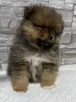 River, a male Pomeranian for sale in Liberty, MO – 1 of 4