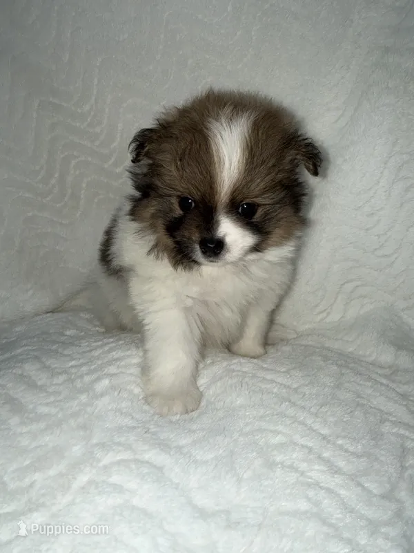 Jasmine – Pomeranian puppy for sale in Liberty, MO