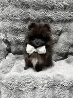 Onyx, a male Pomeranian for sale in Liberty, MO – 8 of 10
