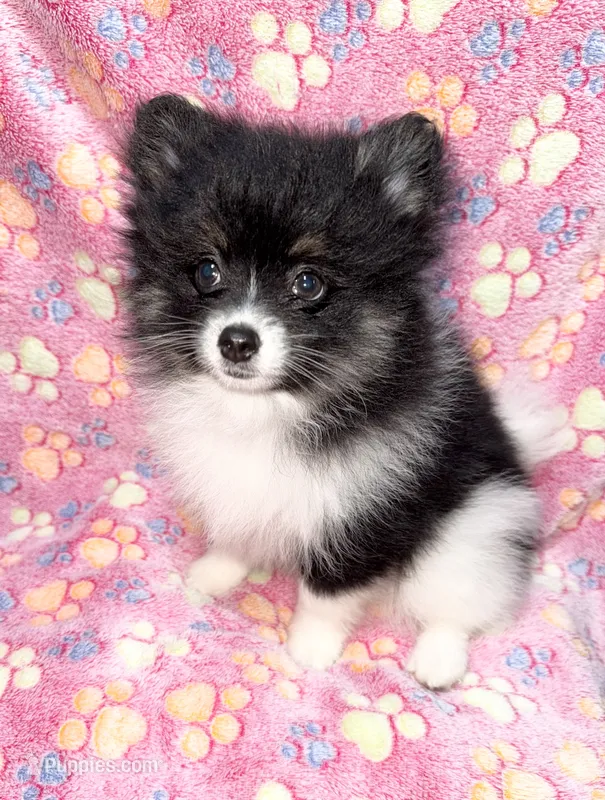 Chanel – Pomeranian puppy for sale in Liberty, MO