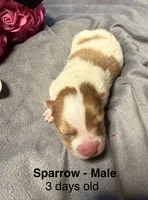 Sparrow, a male Pomeranian for sale in Liberty, MO – 1 of 4