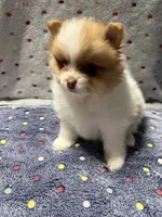 Sparrow, a male Pomeranian for sale in Liberty, MO – 2 of 6