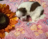 LadyBug, a female Pomeranian for sale in Liberty, MO – 1 of 8