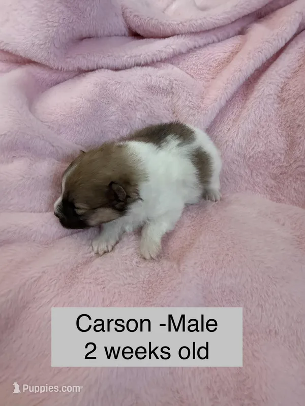 Carson – Pomeranian puppy for sale in Liberty, MO