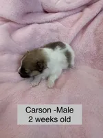 Carson, a male Pomeranian for sale in Liberty, MO – Photo 1 of 3