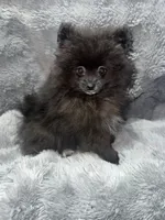 Onyx, a male Pomeranian for sale in Liberty, MO – 4 of 10
