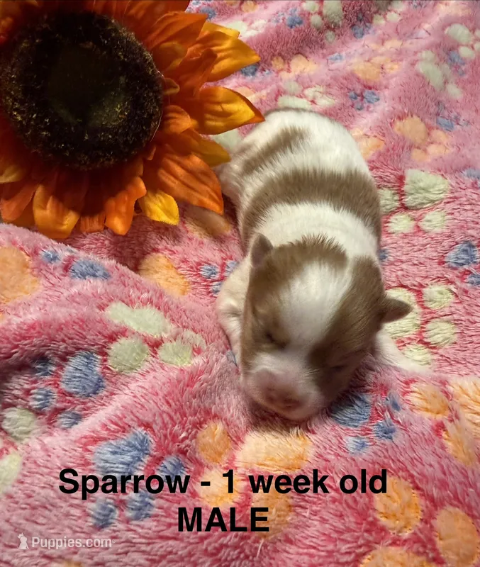 Sparrow – Pomeranian puppy for sale in Liberty, MO