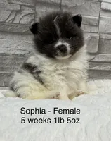 Sophia, a female Pomeranian for sale in Liberty, MO – 3 of 4