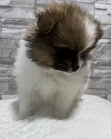 Jasmine, a female Pomeranian for sale in Liberty, MO – 8 of 10