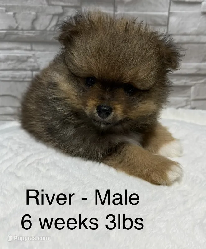 River – Pomeranian puppy for sale in Liberty, MO