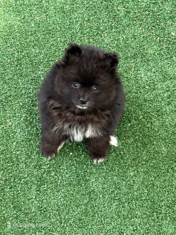 Snoopy – Pomeranian puppy for sale in Liberty, MO